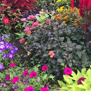 Meet your Posher, Carly